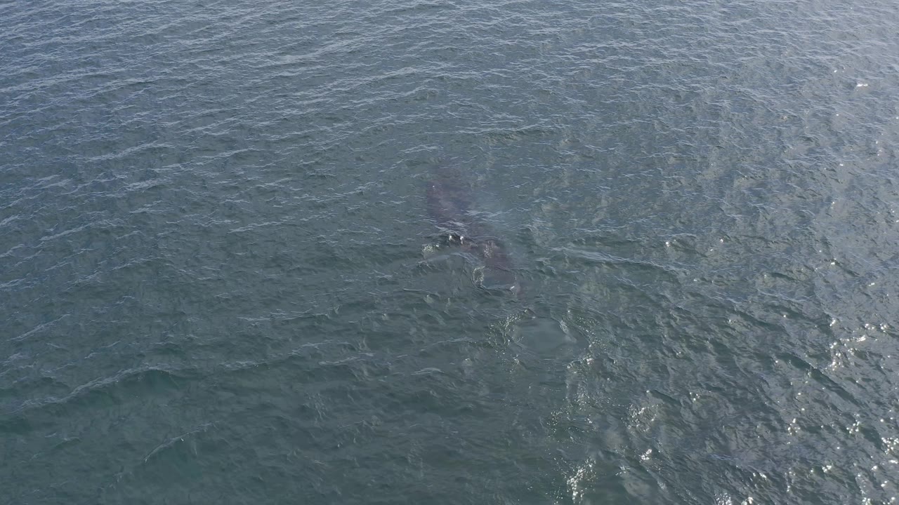 The dolphin remains just under the surface in Baja California Sur, Mexico, with its darker body shape set against small waves and scattered light reflections, no visible people.