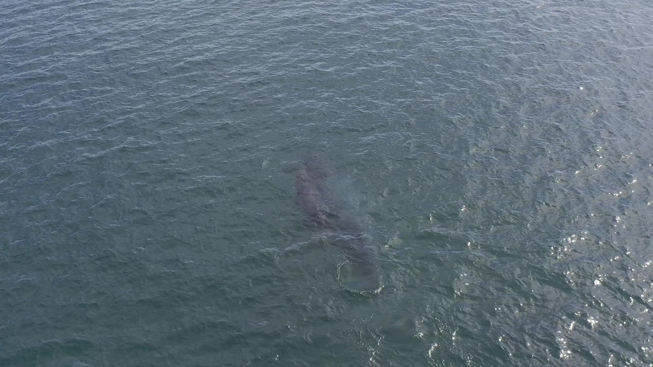 A gray dolphin appears near the upper-left portion of the aerial frame in Baja California Sur, Mexico, with uninterrupted blue-green water around it and no visible people.