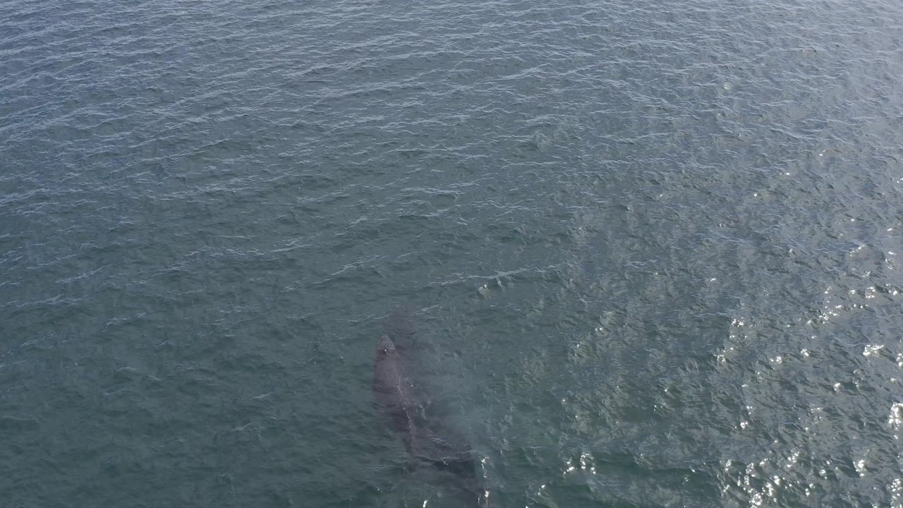 The dolphin is partly visible below darker blue-green water in Baja California Sur, Mexico, with sunlit ripples crossing the frame and no shoreline or people visible.