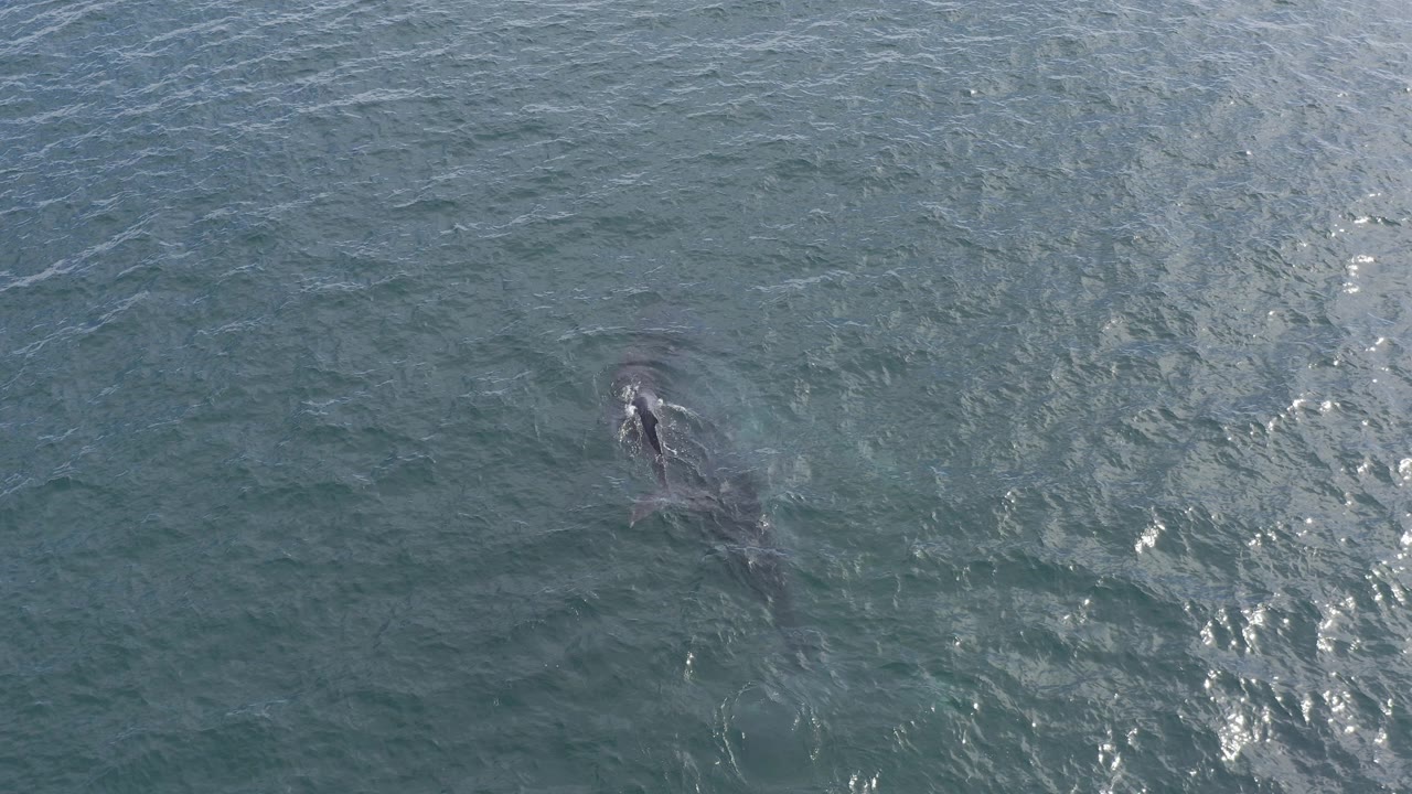 Overhead view in Baja California Sur, Mexico, showing a dark marine animal silhouette just beneath rippled blue-green water with no visible people.