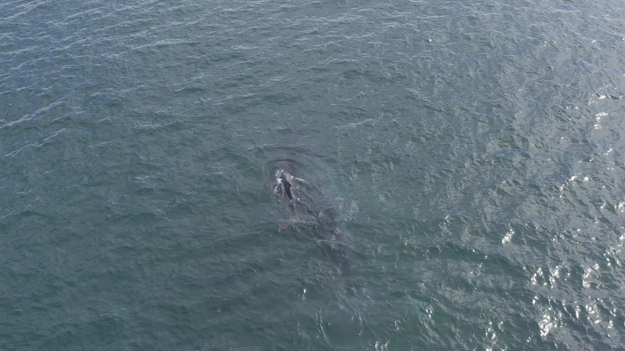 Submerged animal shape below textured ocean surface