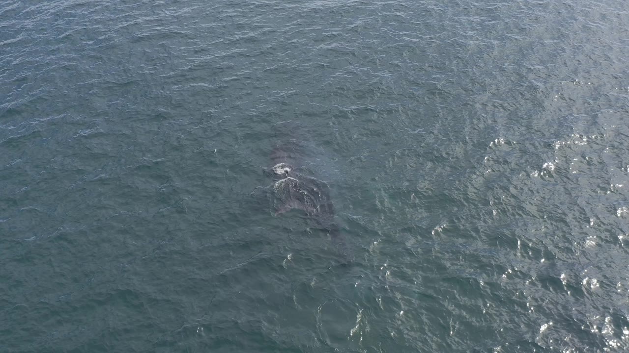 Overhead Baja California Sur ocean frame with a submerged marine animal silhouette near sunlit ripples, open water only, and no visible people.