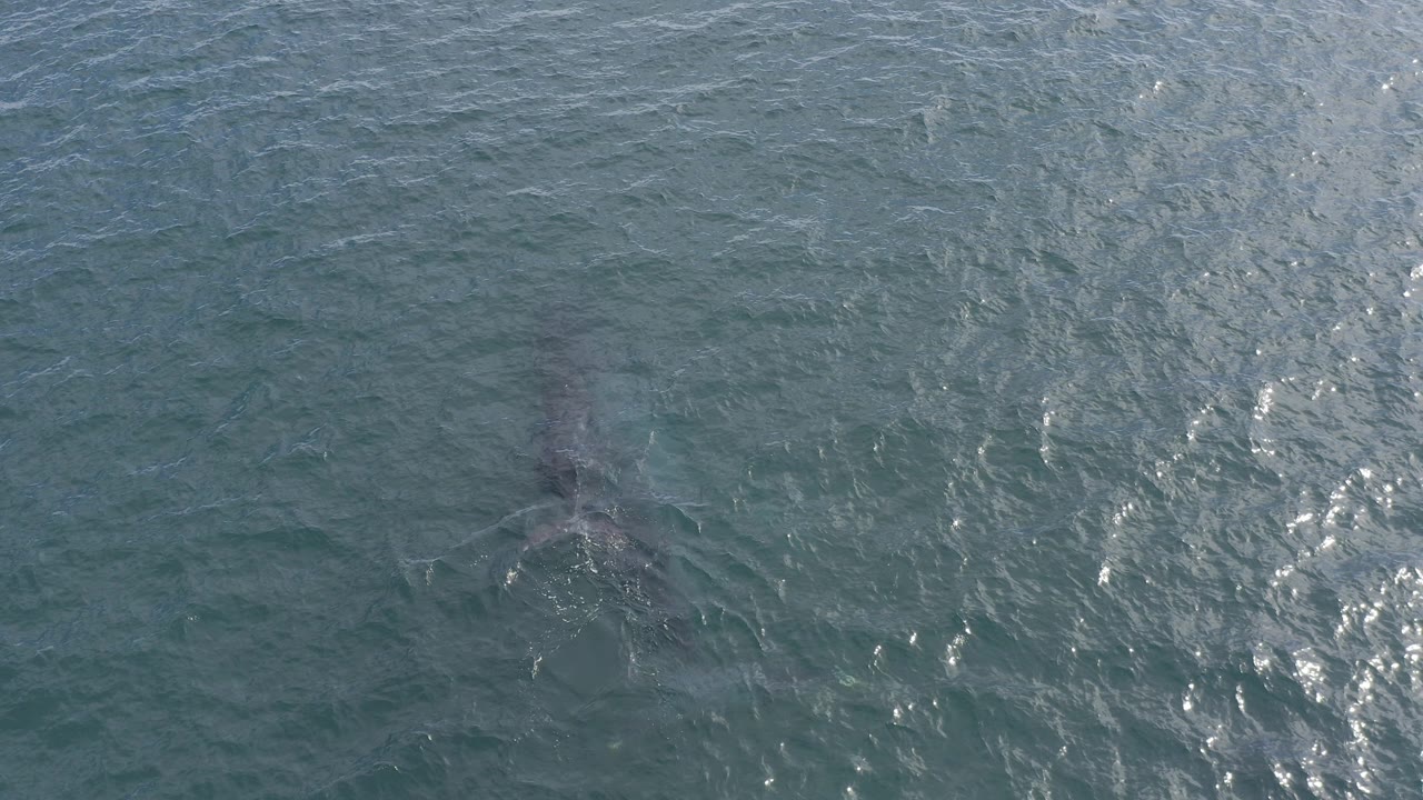 Overhead view in Baja California Sur, Mexico showing rippled blue-green water and a dark gray fish-like silhouette below the surface, with no visible people.