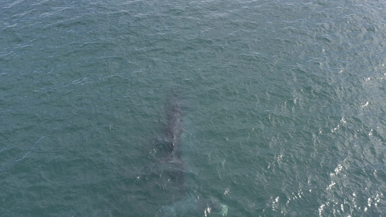 Overhead view of a dolphin shape below rippled green-blue water in Baja California Sur, Mexico, with sun glints on the surface and no visible people.