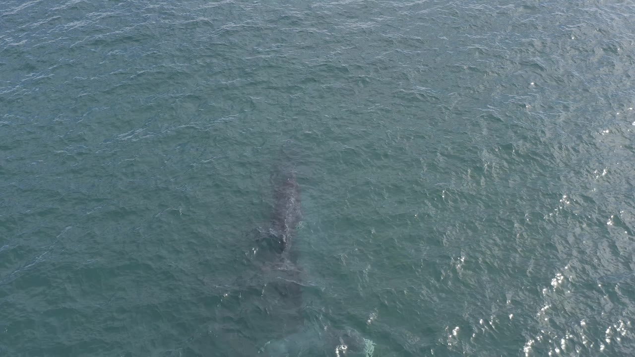 The dolphin remains below the surface near the center-left of an overhead Baja California Sur ocean frame, with brighter sun flecks crossing the water and no visible people.