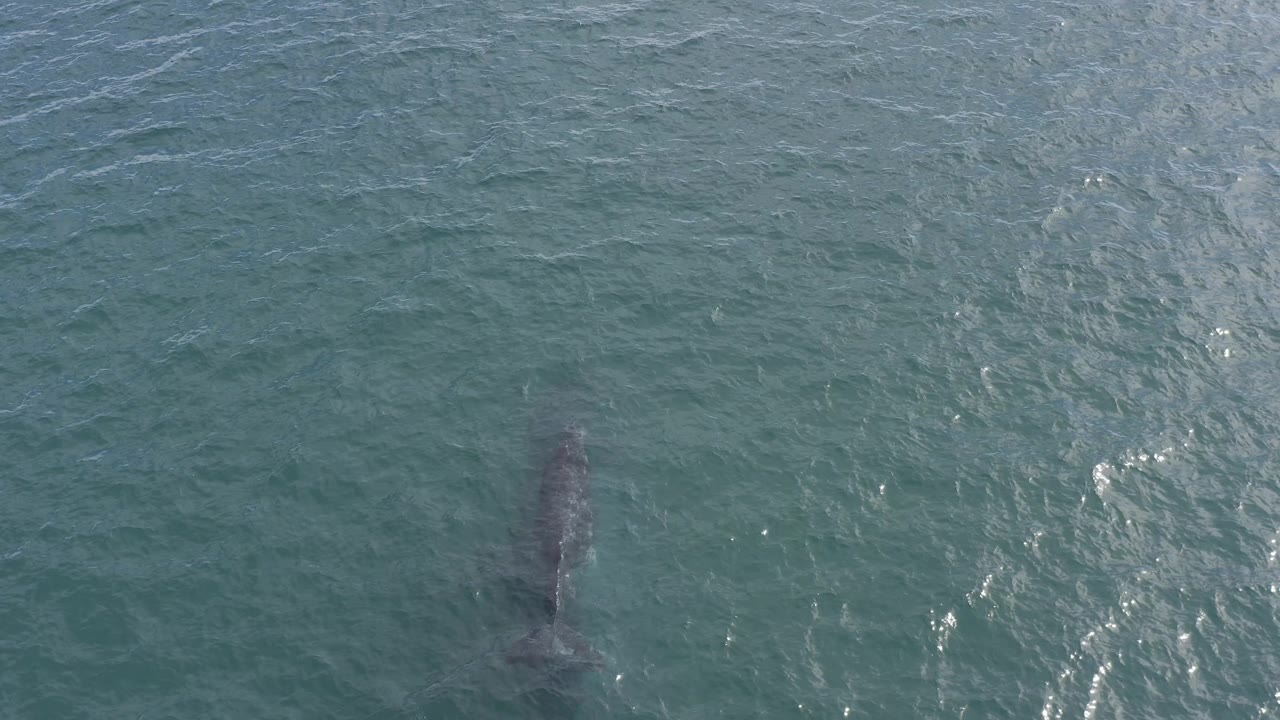 A darker dolphin silhouette sits in open green-blue water in Baja California Sur, Mexico, with small wave texture and scattered highlights around it and no visible people.