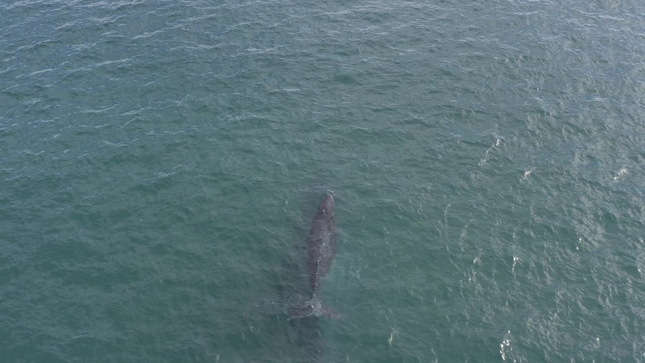 The dolphin is still seen from above beneath choppy green-blue water in Baja California Sur, with the tail end faintly visible and no visible people or vessels.