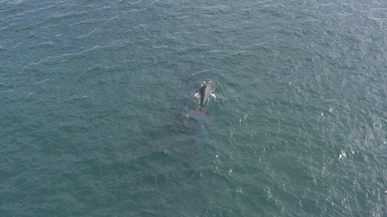 Aerial view of a whale near the upper center of open water in Baja California Sur, Mexico, with rippled blue-green sea around it and no visible people.
