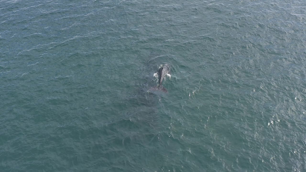 Whale remains near the upper center with faint white water around it.