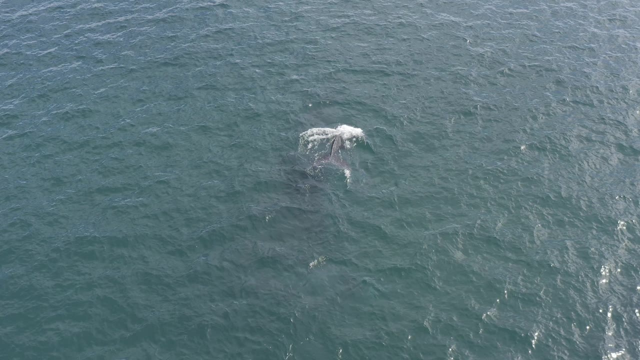 Overhead view of the whale near the upper right of the frame in Baja California Sur waters, where a brighter patch of white splash marks the surface and no visible people appear.