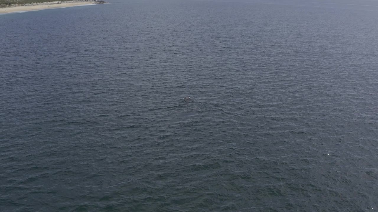 Aerial frame over dark blue open water in Baja California Sur, Mexico, with a small pale patch of surface disturbance left of center and no visible people.