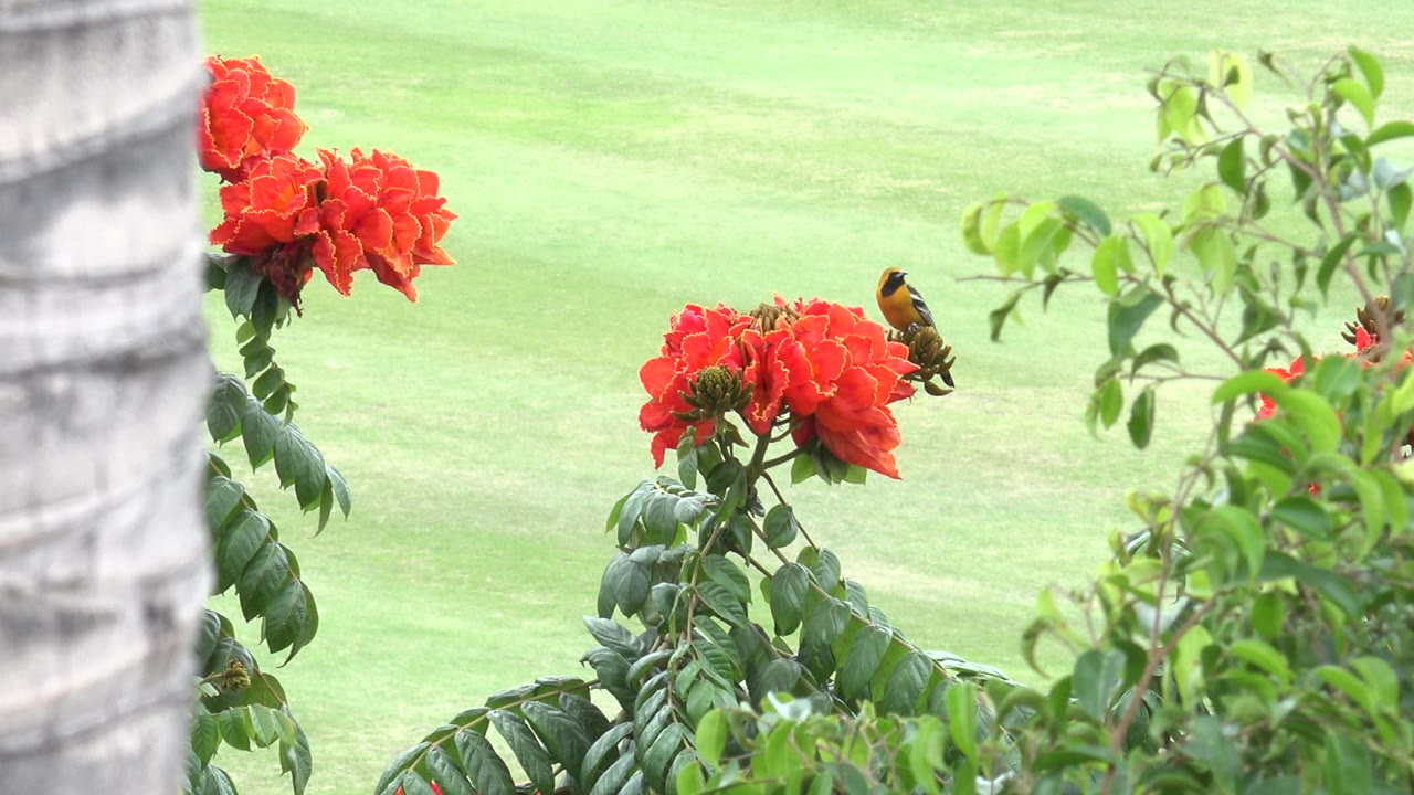 Small orange bird beside red flowers and green foliage