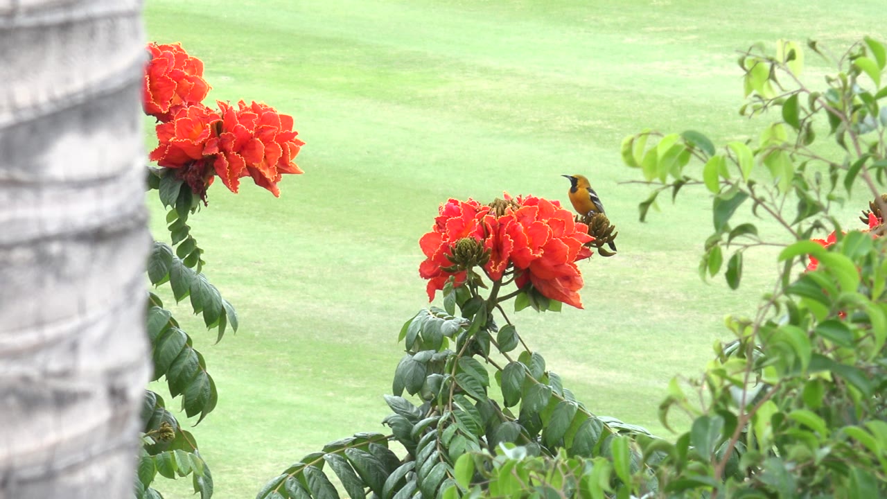 Small bird perched on orange flowers with green lawn behind it.