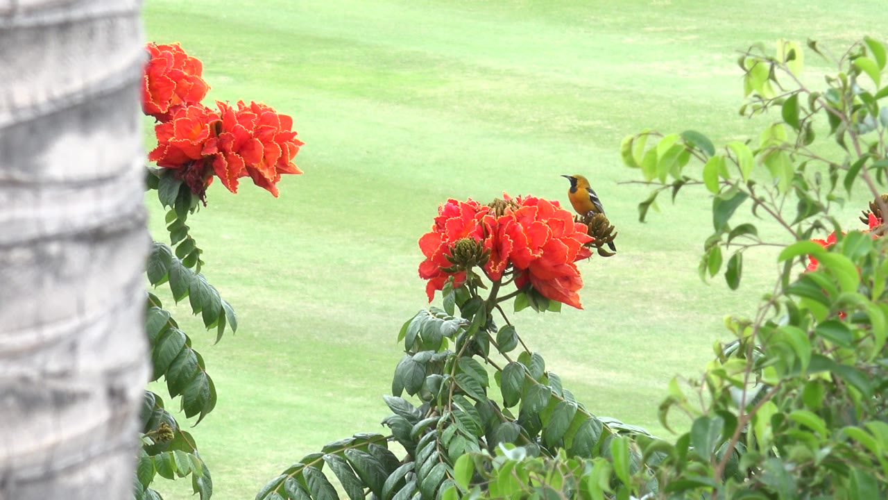 At 0:01 in Cabo San Lucas, the bird remains beside the orange blossoms, framed by leafy plants on the right and a pale green lawn behind, with no visible people.