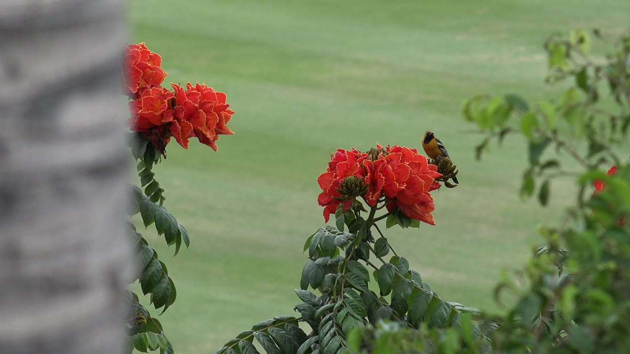 At 0:00, a small orange-breasted bird perches on red flower clusters in Cabo San Lucas, Mexico, with a blurred palm trunk at left and no visible people.