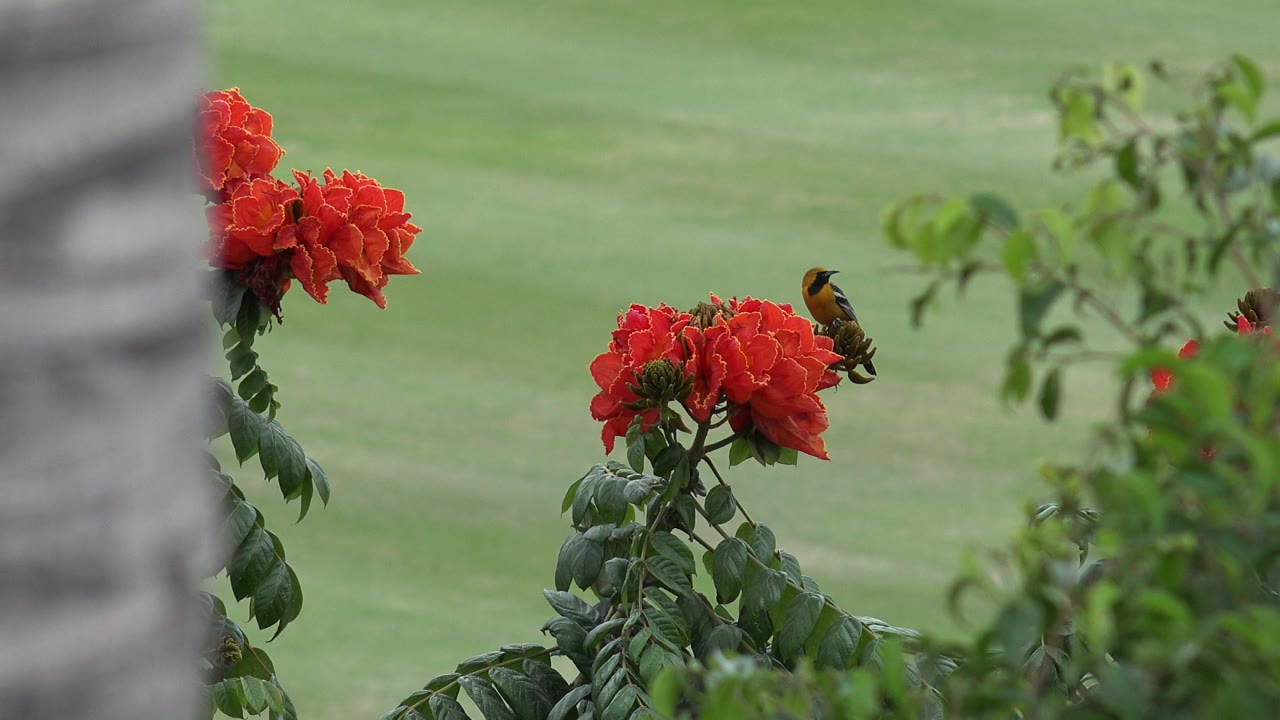 Orange-breasted bird on red flowers with leafy branches nearby