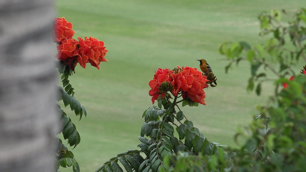 At 0:00, a small orange and dark bird perches beside red flower clusters in Cabo San Lucas, with a blurred tree trunk on the left and no visible people.
