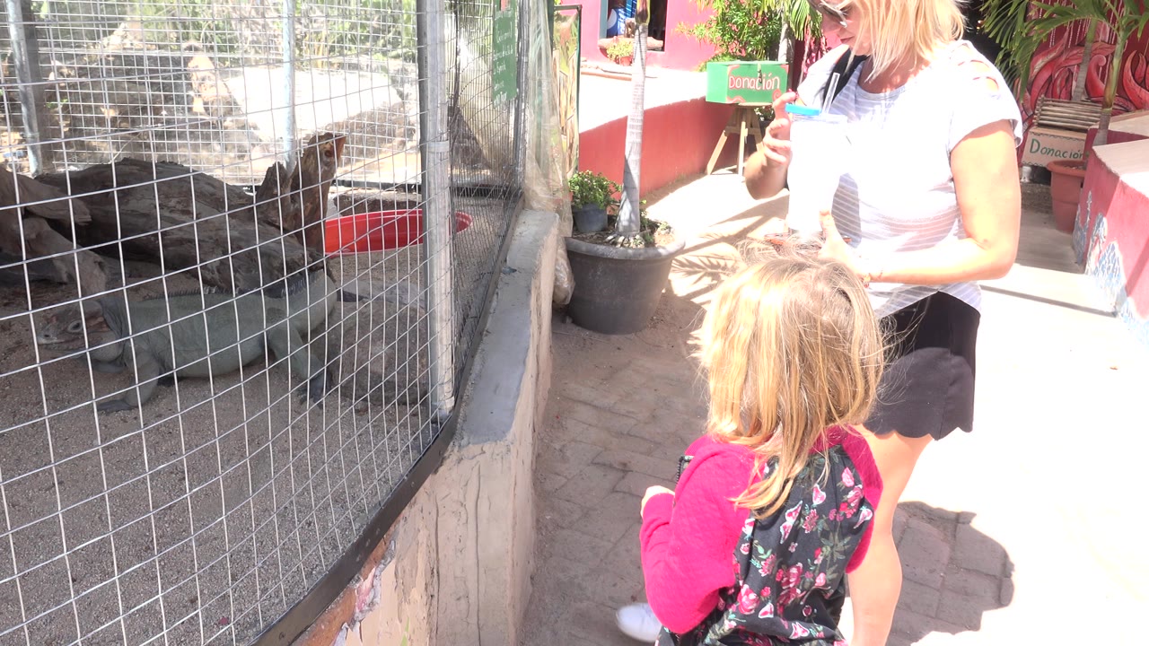 At a Cabo San Lucas zoo, a young girl faces a wire-mesh lizard enclosure while an adult woman stands nearby in bright sun.