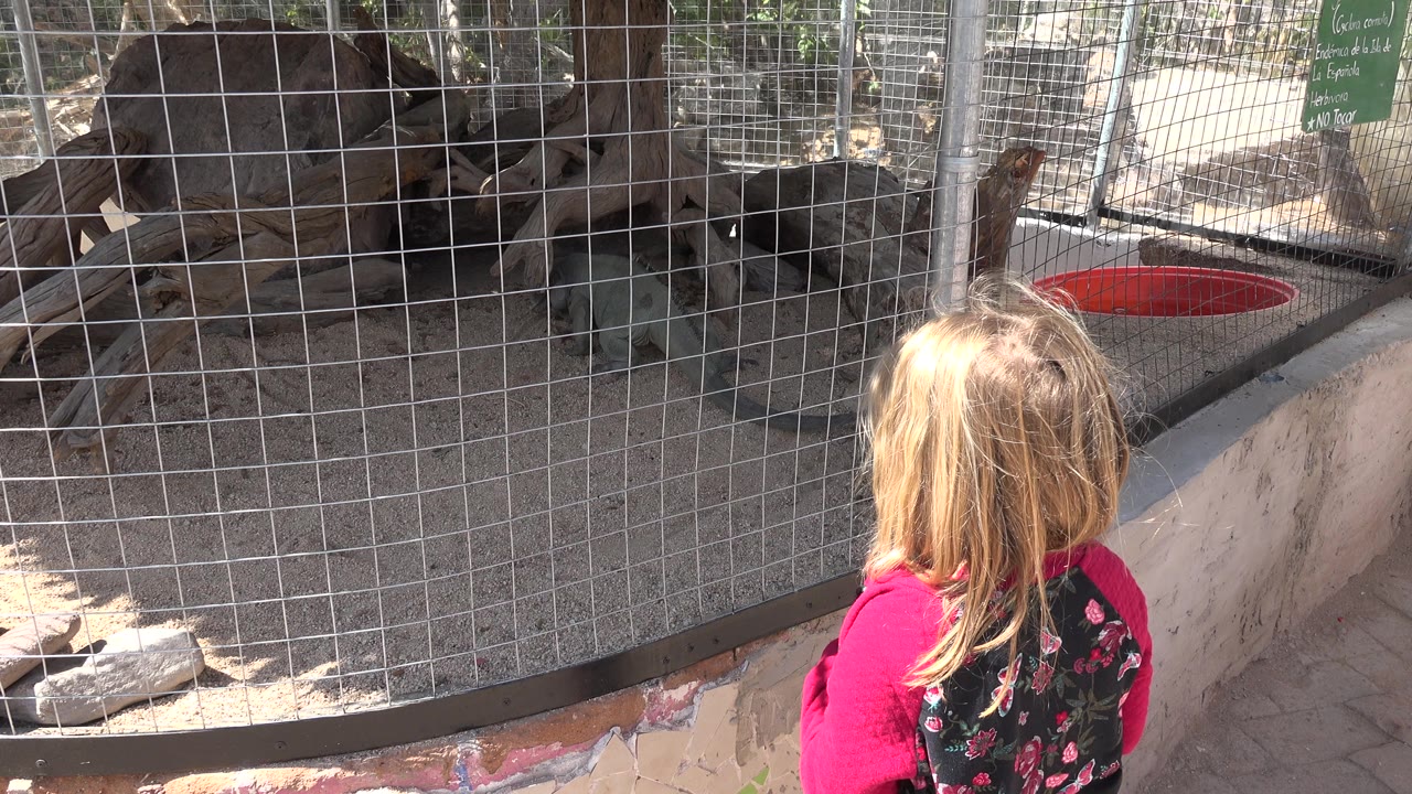 The child remains close to the wire cage in Cabo San Lucas, Mexico, with a red basin visible inside the enclosure and bright sunlight falling across the concrete edge.