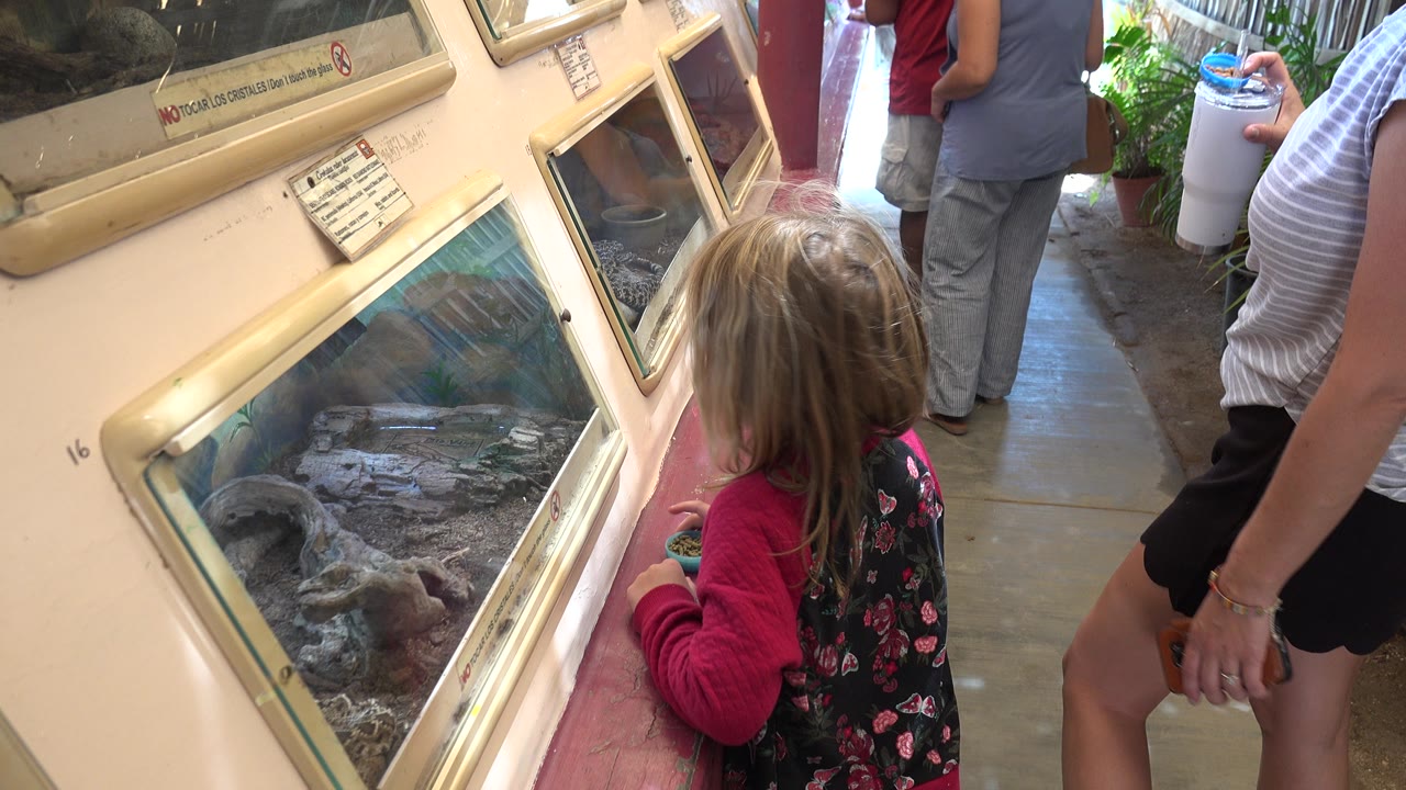 A young girl in a pink sweater looks into an angled glass snake exhibit in Cabo San Lucas, Mexico, while adults stand along the narrow indoor walkway.