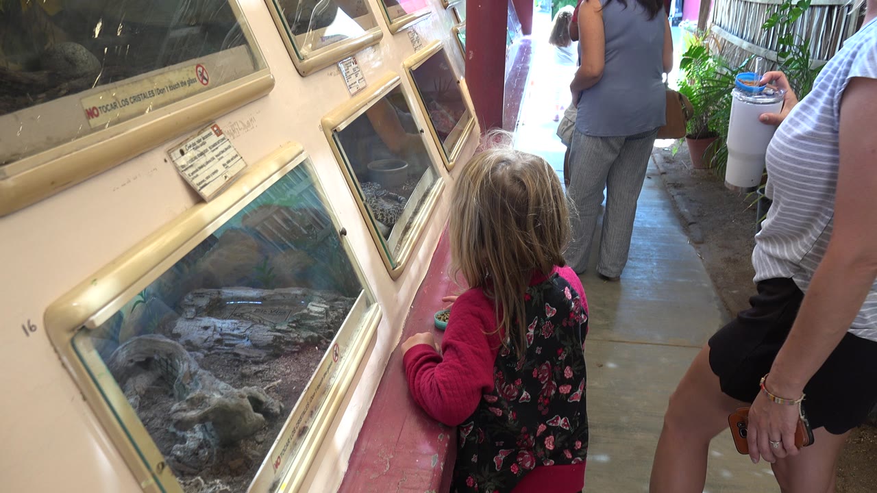 Girl stands at an angled zoo enclosure with several adults around her.