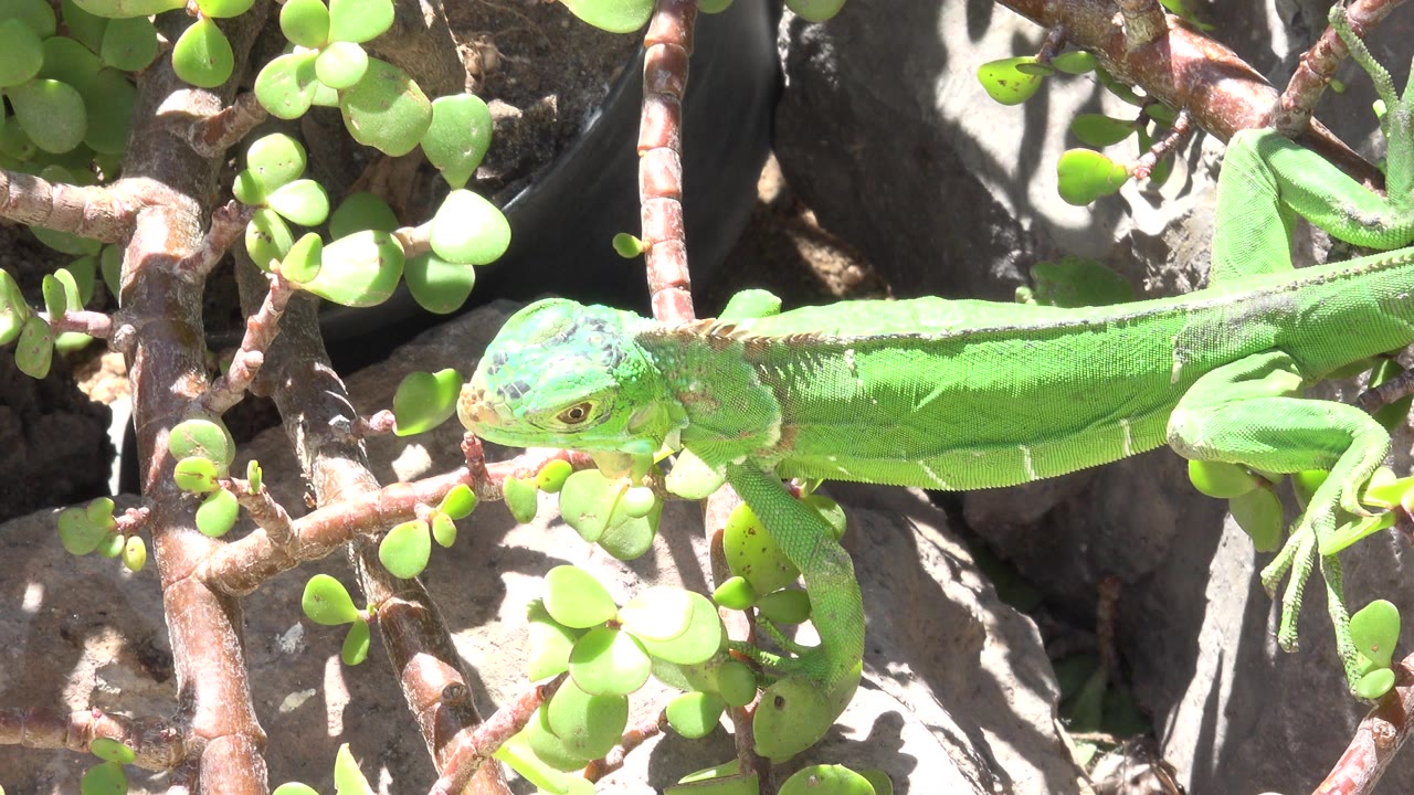 A green lizard lies across bright rock and woody branches in Cabo San Lucas, Mexico, with round green leaves around its head and no visible people.