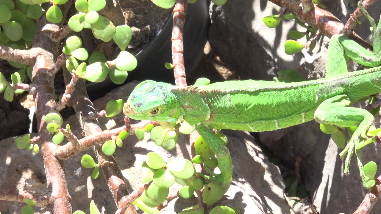 The lizard remains stretched through the center of the frame in Cabo San Lucas, Mexico, with its head near small round leaves and no visible people.