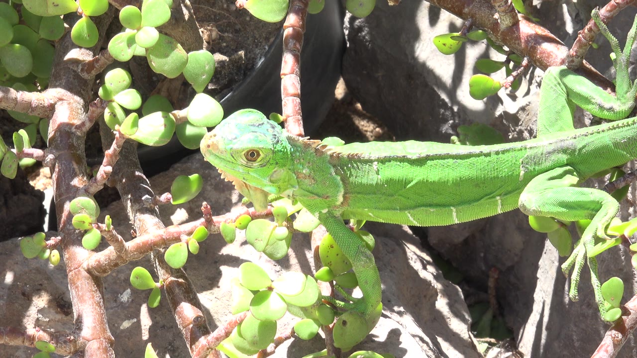 Close view of a green lizard beside sunlit foliage.