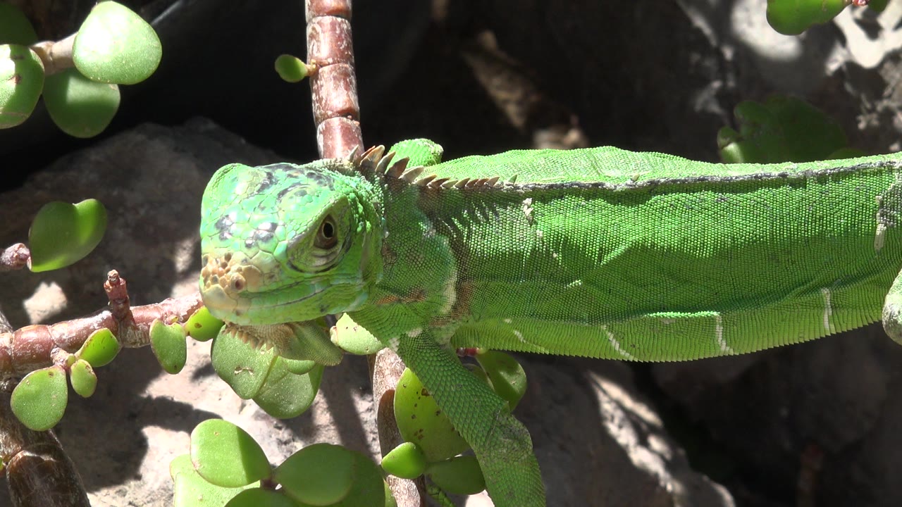 A green lizard rests across a sunlit rock in Cabo San Lucas, Mexico, with its head near the left edge, small round leaves in front, and no visible people.