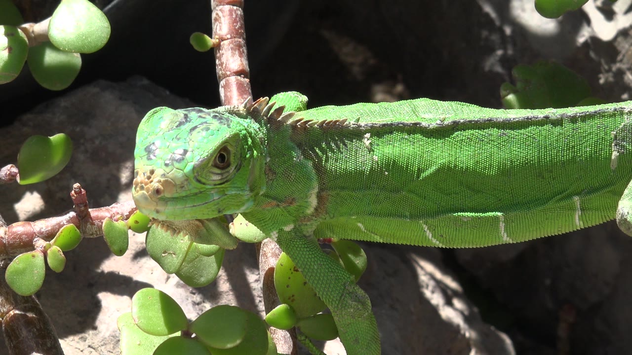 Close side view of a green lizard on rock in strong sunlight.