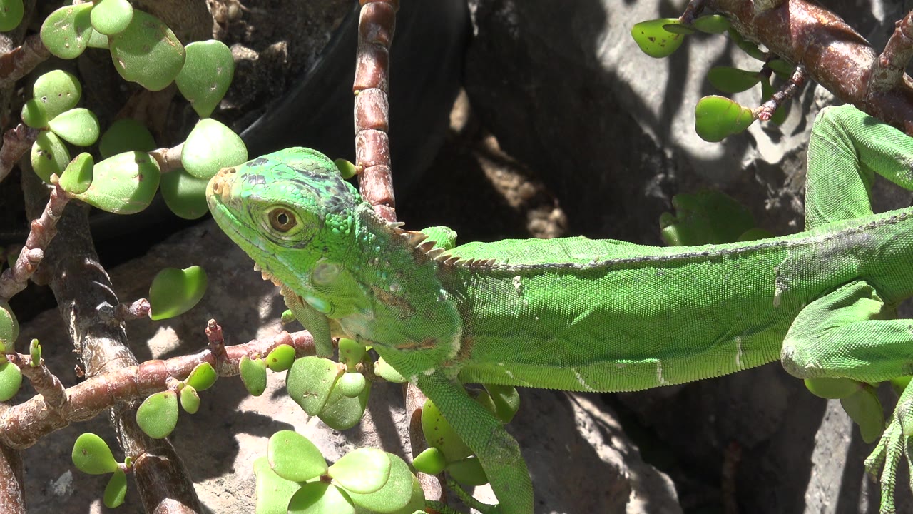 Green lizard in side view among branches and small leaves.