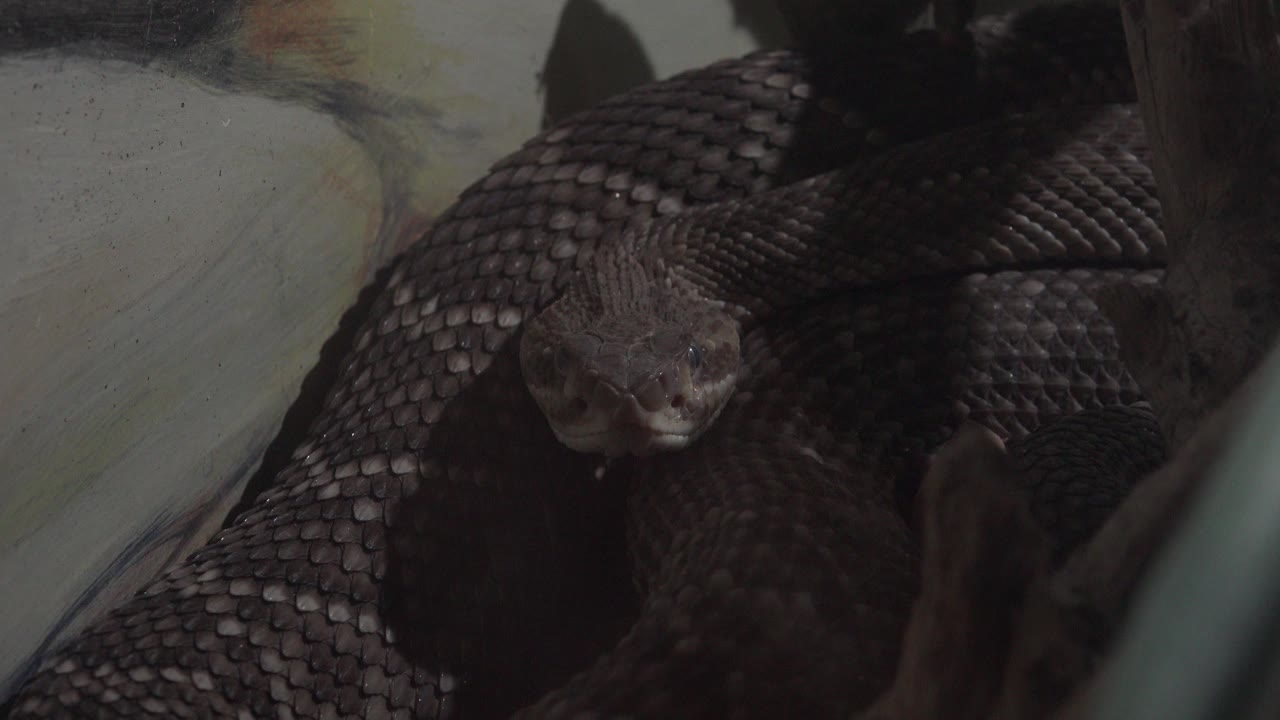 A grey and black snake faces the camera in a tight Cabo San Lucas wildlife close-up, with coiled dark scales behind it and no visible people.