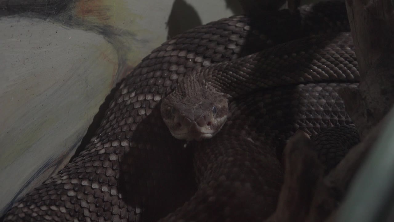 The snake remains centered in the Cabo San Lucas close-up, with its head slightly forward against overlapping black scales and no visible people.