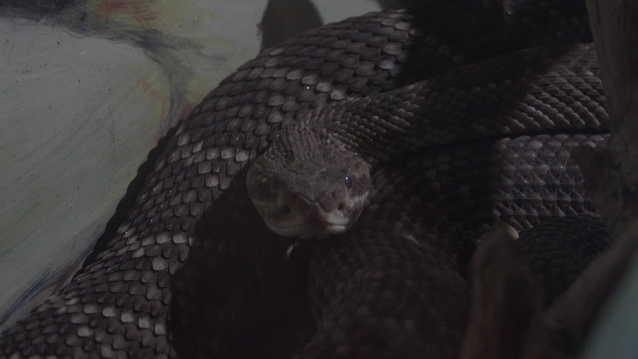 Black snake coiled in close-up in Cabo San Lucas, Mexico, with its head near the lower center and no visible people.