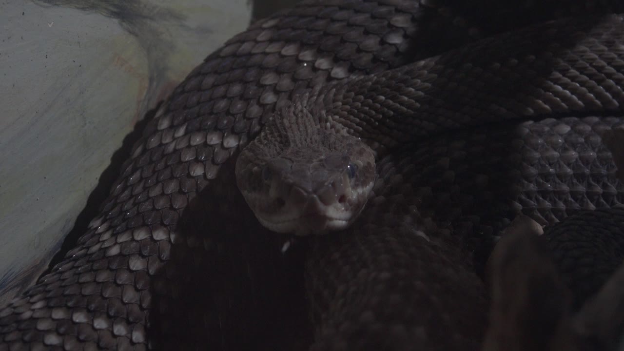Close view of the black snake's head in Cabo San Lucas, Mexico, set against its dark scaled body and a pale background, with no visible people.
