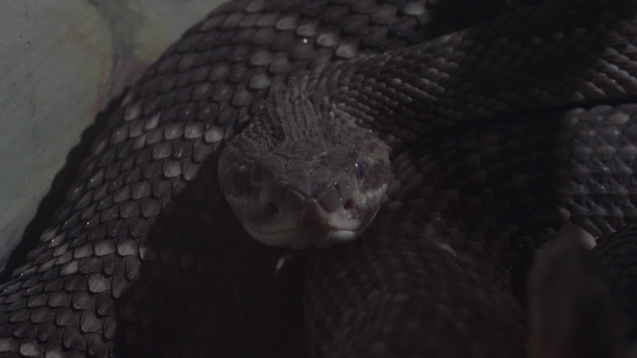 Black snake head closer in frame among coils.