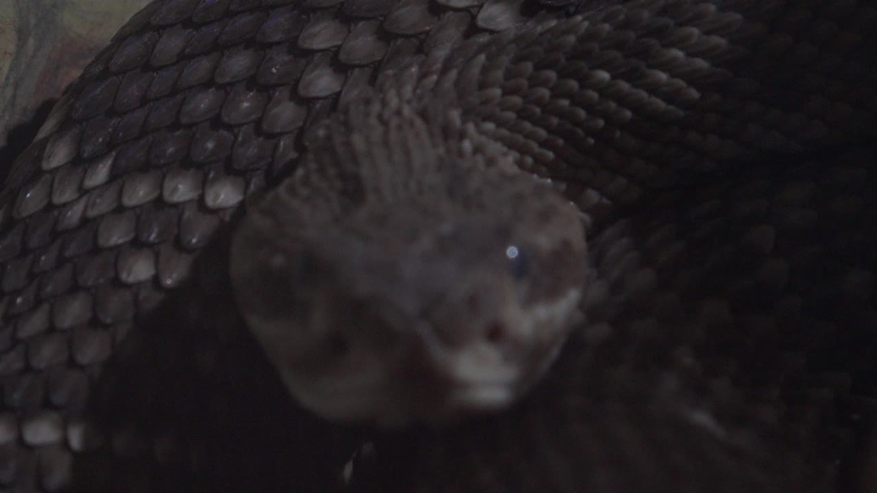 A dark snake faces the camera from a tight low-angle close-up in Cabo San Lucas, Mexico, with coiled scales behind the head and no visible people.