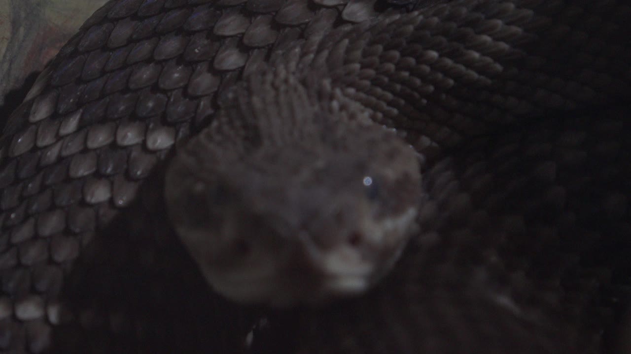 The snake remains centered near the lens in Cabo San Lucas, Mexico, with its head soft in the foreground, body scales arcing across the top, and no visible people.