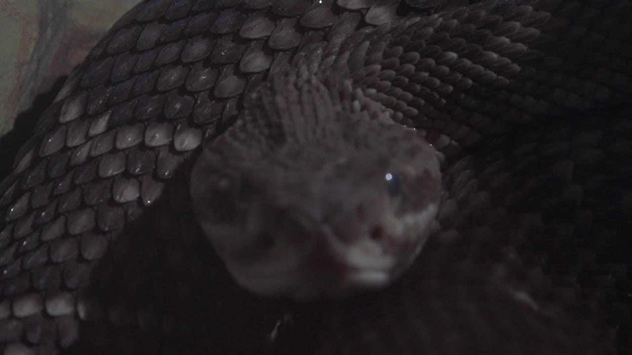 Snake close-up with textured scales across the upper frame
