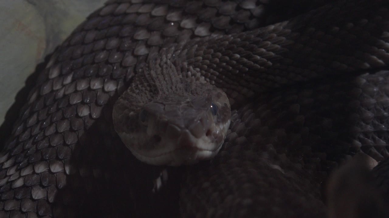 At 0:00, a dark snake in Cabo San Lucas faces the camera from a tight close-up, with coiled scales filling the background and no visible people.