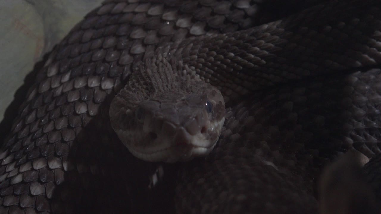 At 0:01, the snake's head sits near the center of the Cabo San Lucas frame, surrounded by dark overlapping body scales and no visible people.