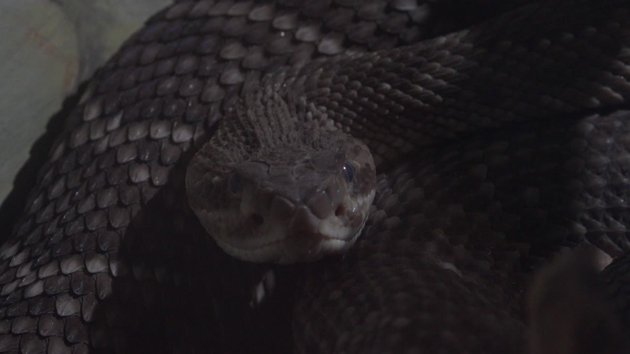 Dark snake looking toward the lens with scales filling most of the frame.