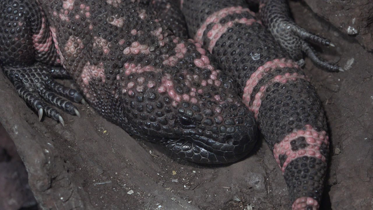 At 0:00, a large black and pink lizard fills the frame on dark ground in Cabo San Lucas, with its head low left, forelimb and claws visible, and no visible people.
