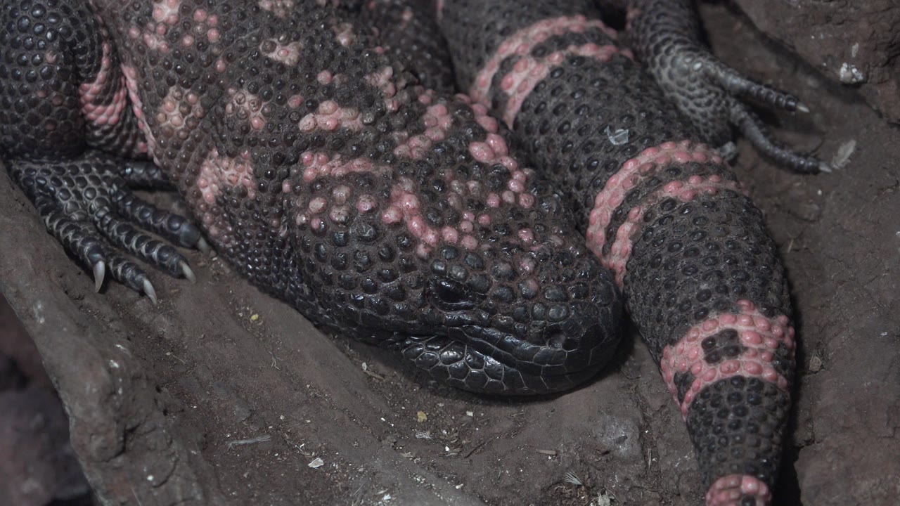 At 0:01, the cropped Cabo San Lucas frame shows the lizard's pebbled black body, pink mottling, a forelimb, and long claws against the same dark surface, with no visible people.