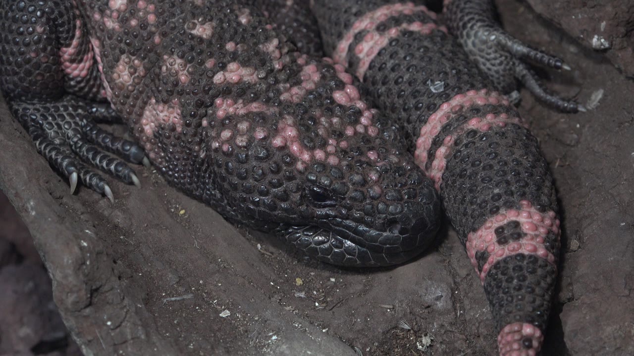 Tight crop of black lizard scales and pink bands.