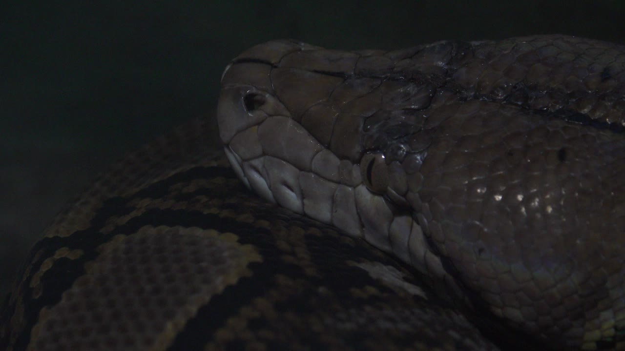 Close view of a brown and black snake head in low light.