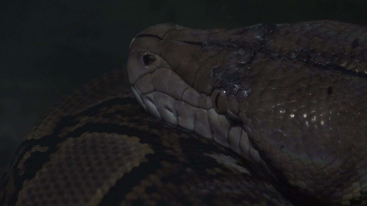 The snake remains close to camera in Cabo San Lucas, Mexico, with glossy scales catching faint light and no visible people.