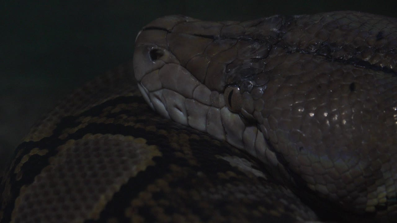 Large python in Cabo San Lucas, Mexico, with its head pressed above a patterned coil in dim light and no visible people.