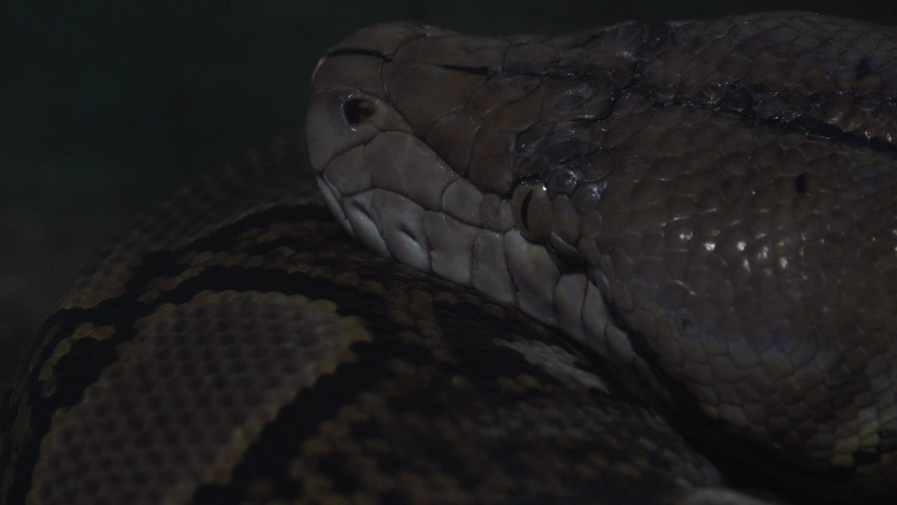 Python face fills the frame over a coiled body.