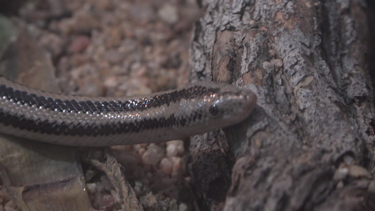 A brown and yellow striped snake lies partly across dry debris beside rough bark in Cabo San Lucas, Mexico, with no visible people.